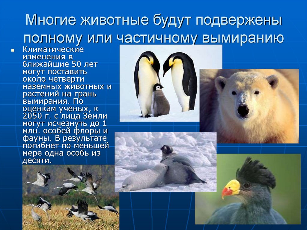 Многие животные будут подвержены полному или частичному вымиранию