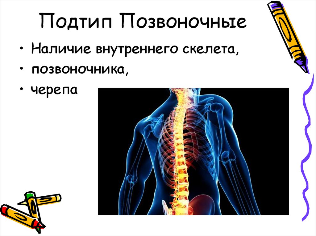 Подтип Позвоночные