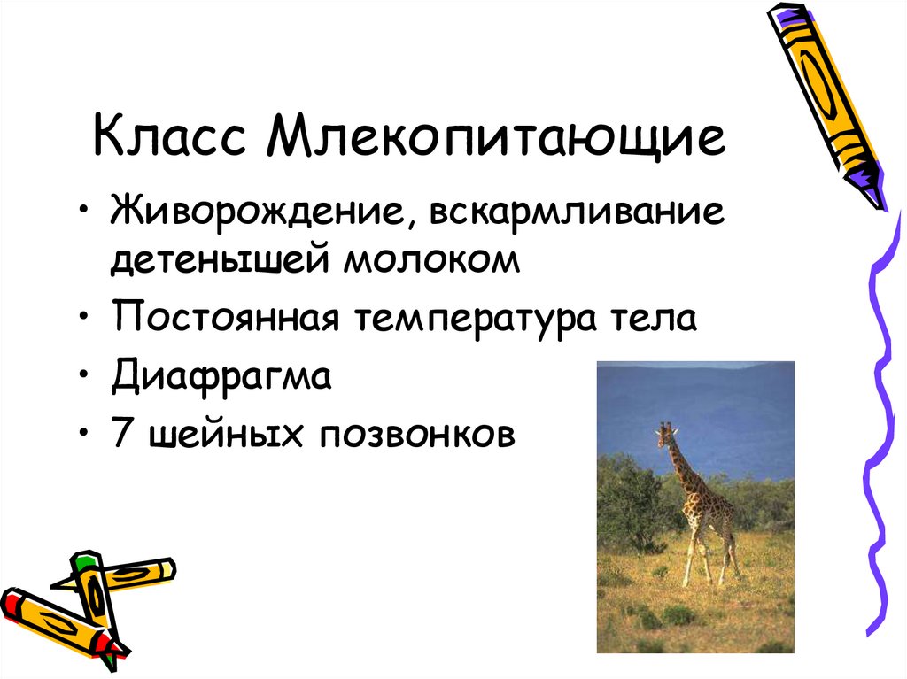 Класс Млекопитающие