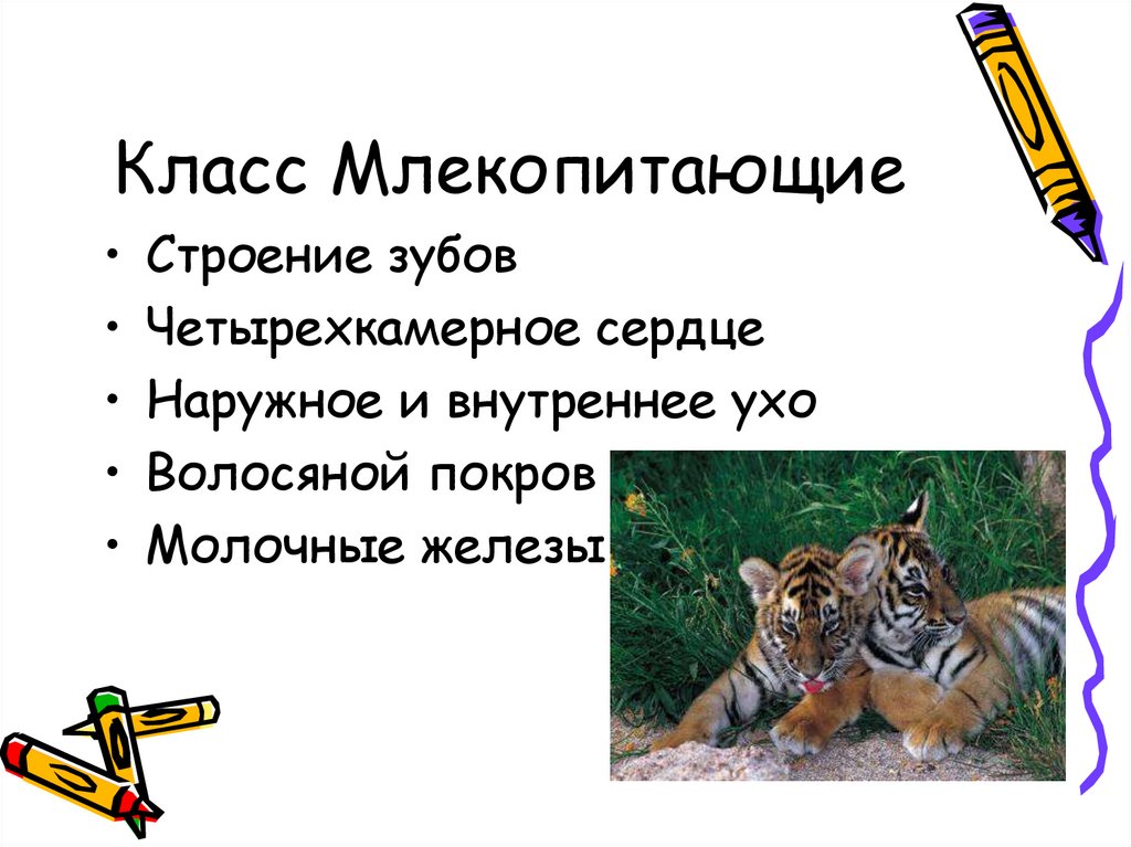 Класс Млекопитающие