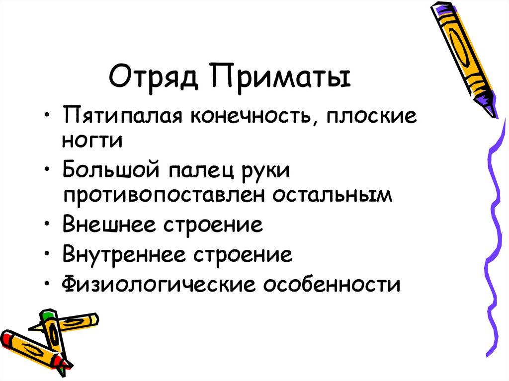 Отряд Приматы