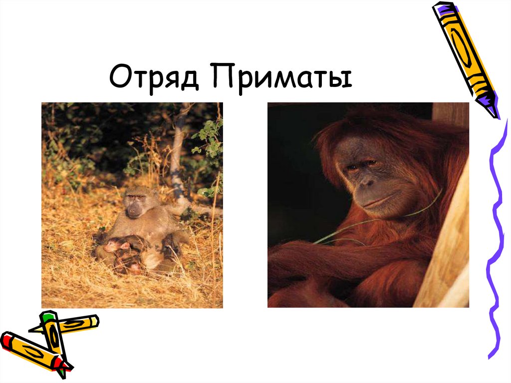 Отряд Приматы