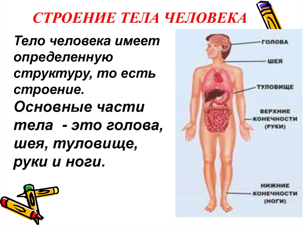 СТРОЕНИЕ ТЕЛА ЧЕЛОВЕКА