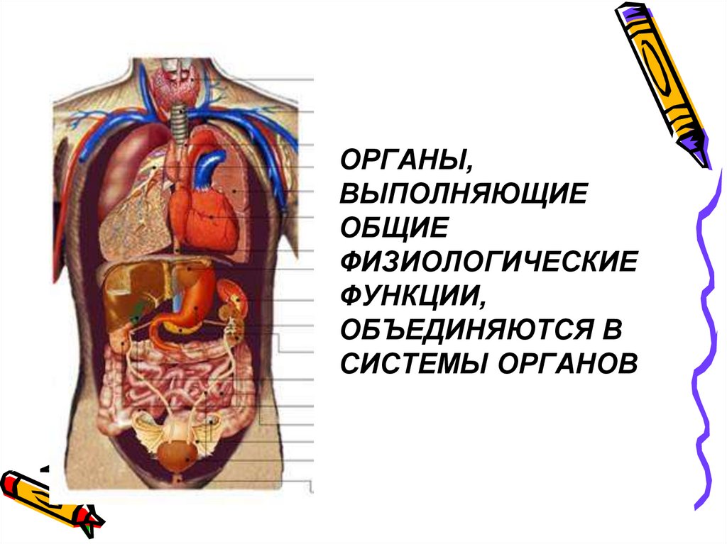 ОРГАНЫ, ВЫПОЛНЯЮЩИЕ ОБЩИЕ ФИЗИОЛОГИЧЕСКИЕ ФУНКЦИИ, ОБЪЕДИНЯЮТСЯ В СИСТЕМЫ ОРГАНОВ
