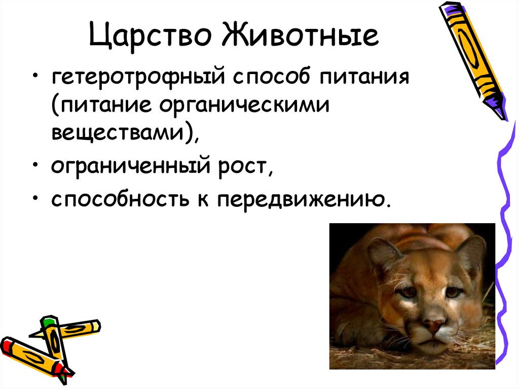 Царство Животные