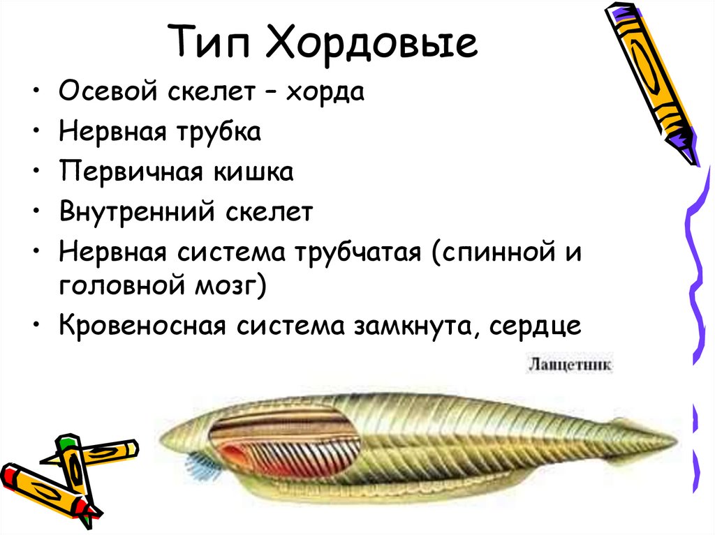 Тип Хордовые