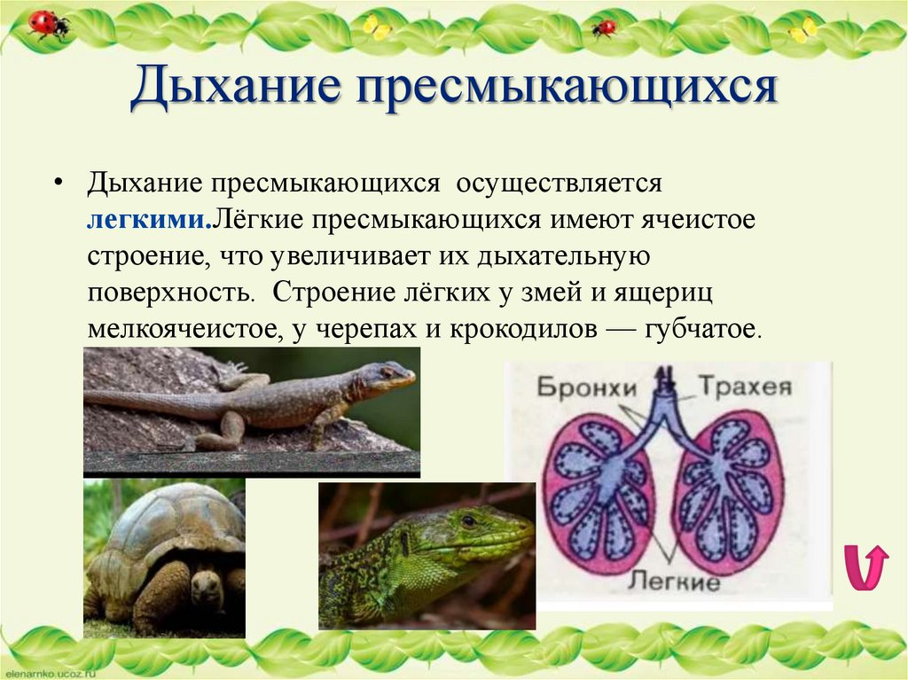 Дыхание пресмыкающихся