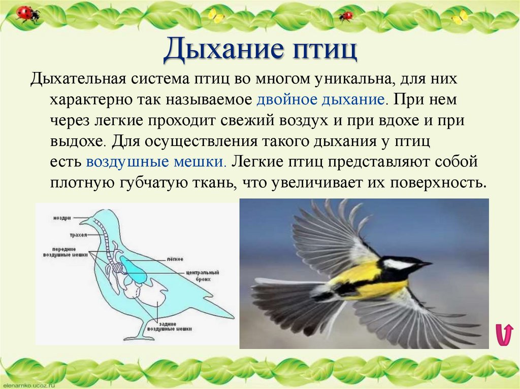 Дыхание птиц