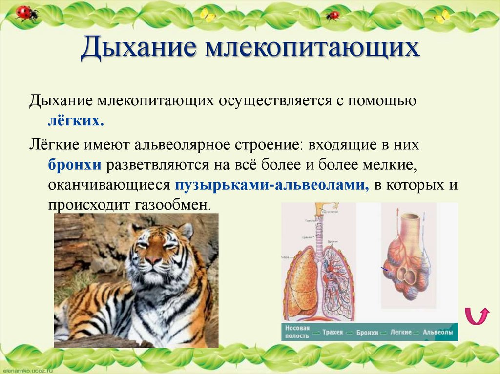 Дыхание млекопитающих