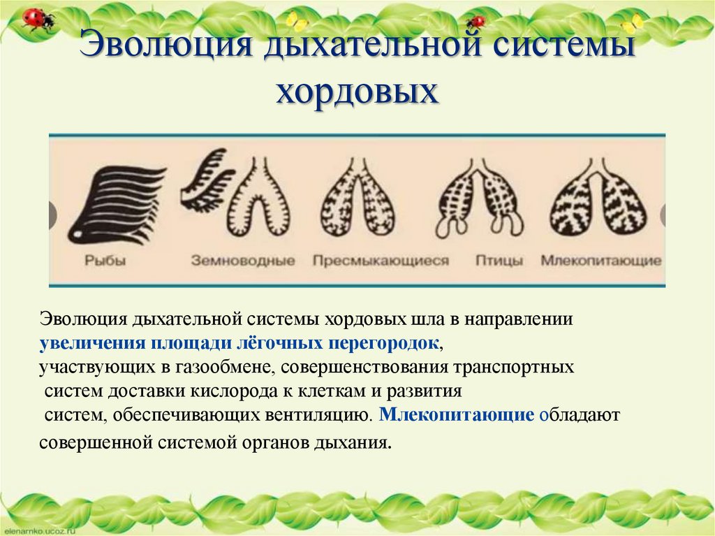 Эволюция дыхательной системы хордовых