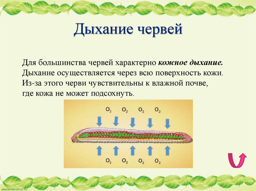 Дыхание червей