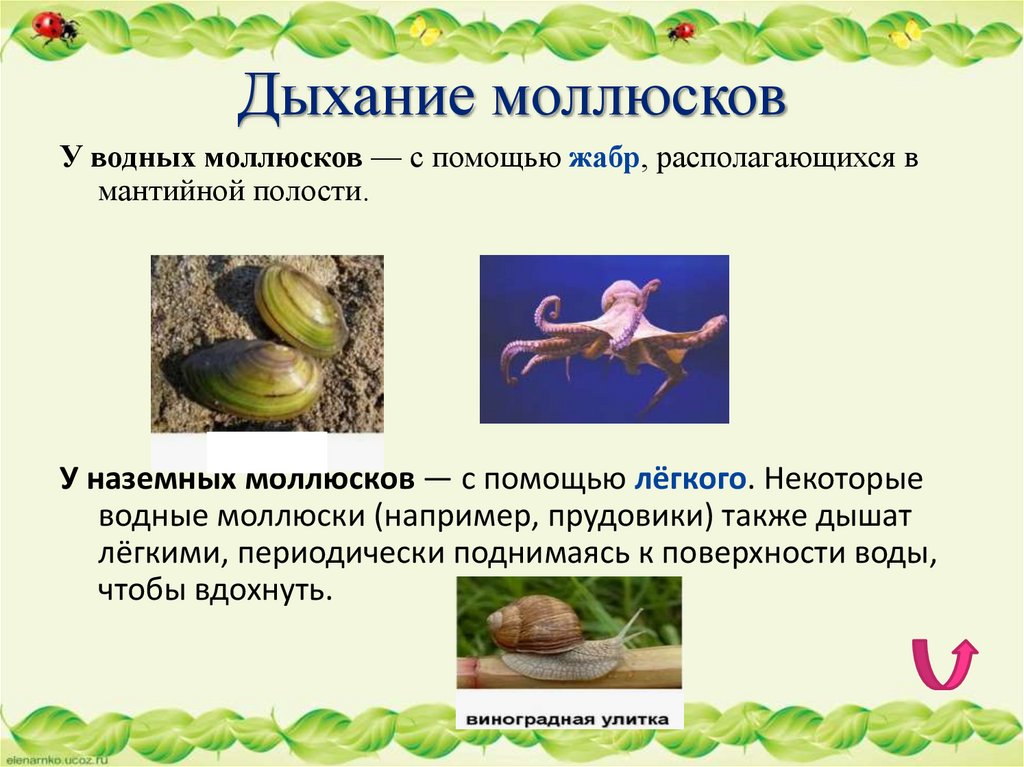 Дыхание моллюсков