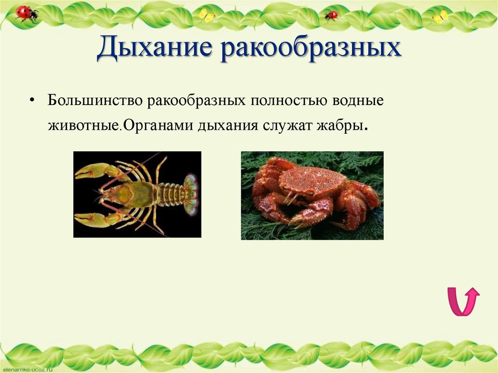 Дыхание ракообразных