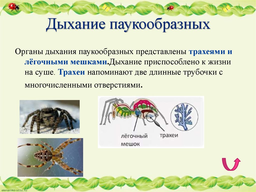 Дыхание паукообразных