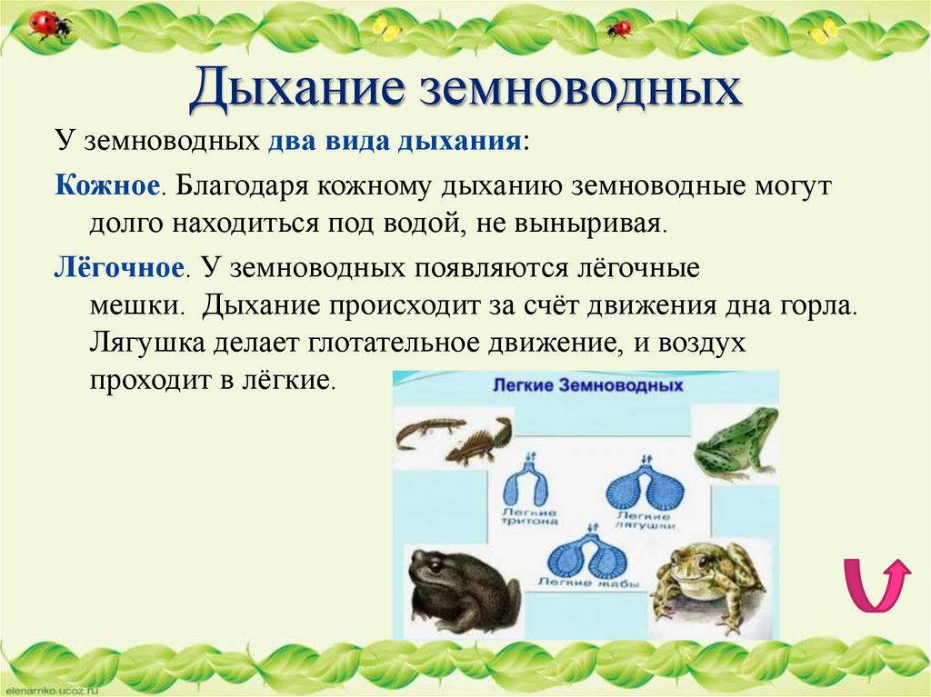 Дыхание земноводных