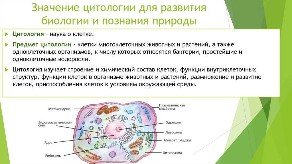 Значение цитологии для развития биологии и познания природы