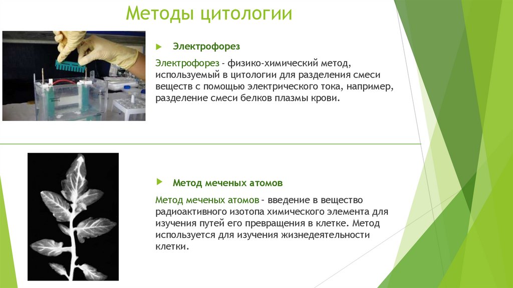 Методы цитологии