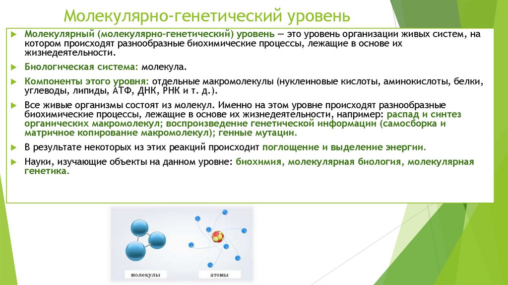 Молекулярно-генетический уровень