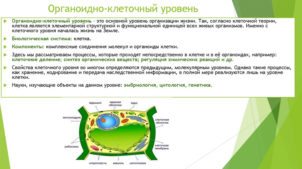 Органоидно-клеточный уровень