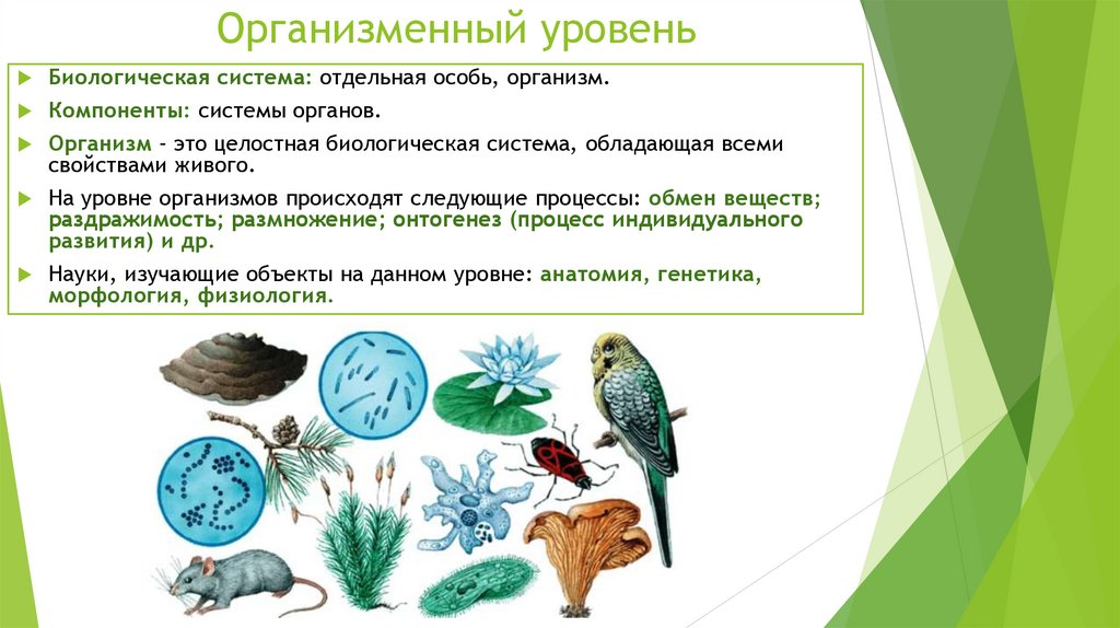 Организменный уровень