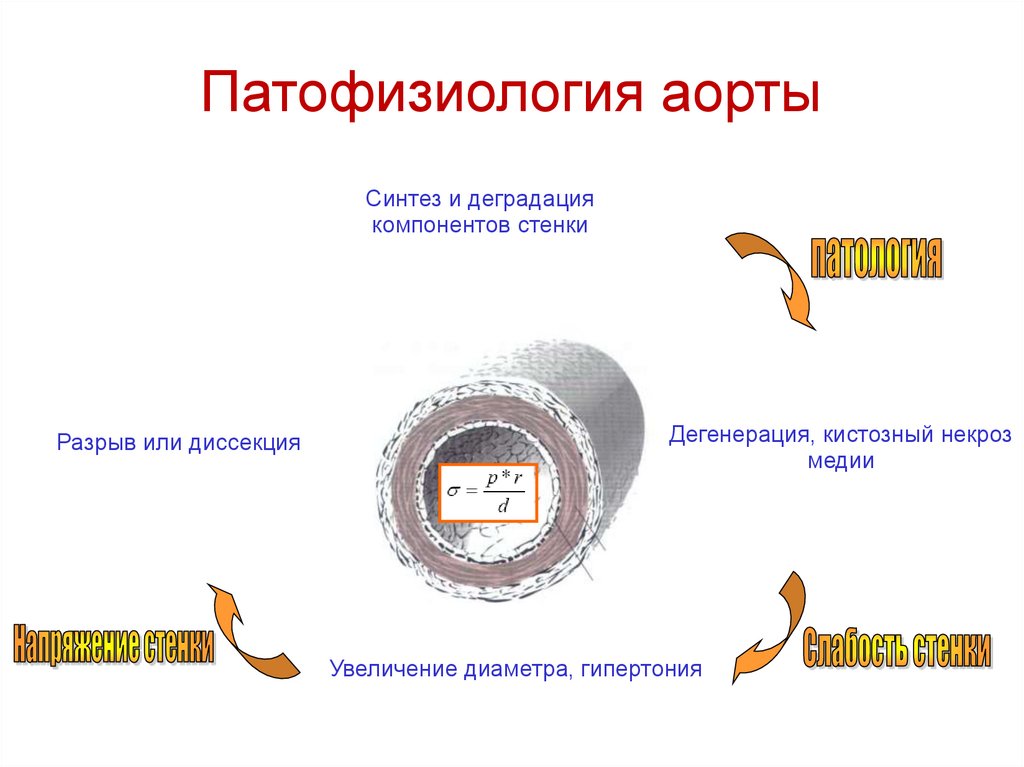 Патофизиология аорты