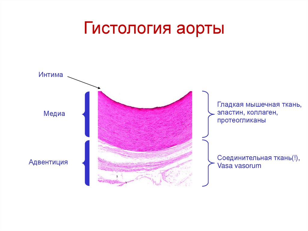 Гистология аорты
