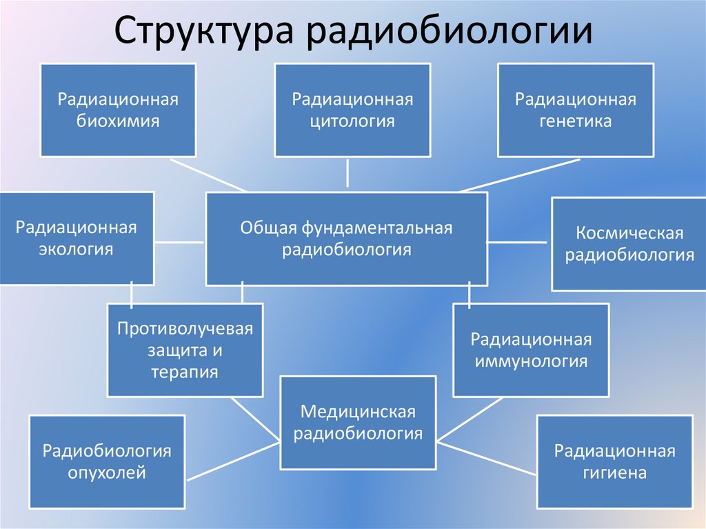 Структура радиобиологии