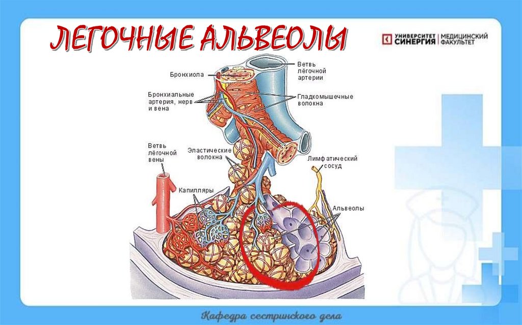 ЛЕГОЧНЫЕ АЛЬВЕОЛЫ