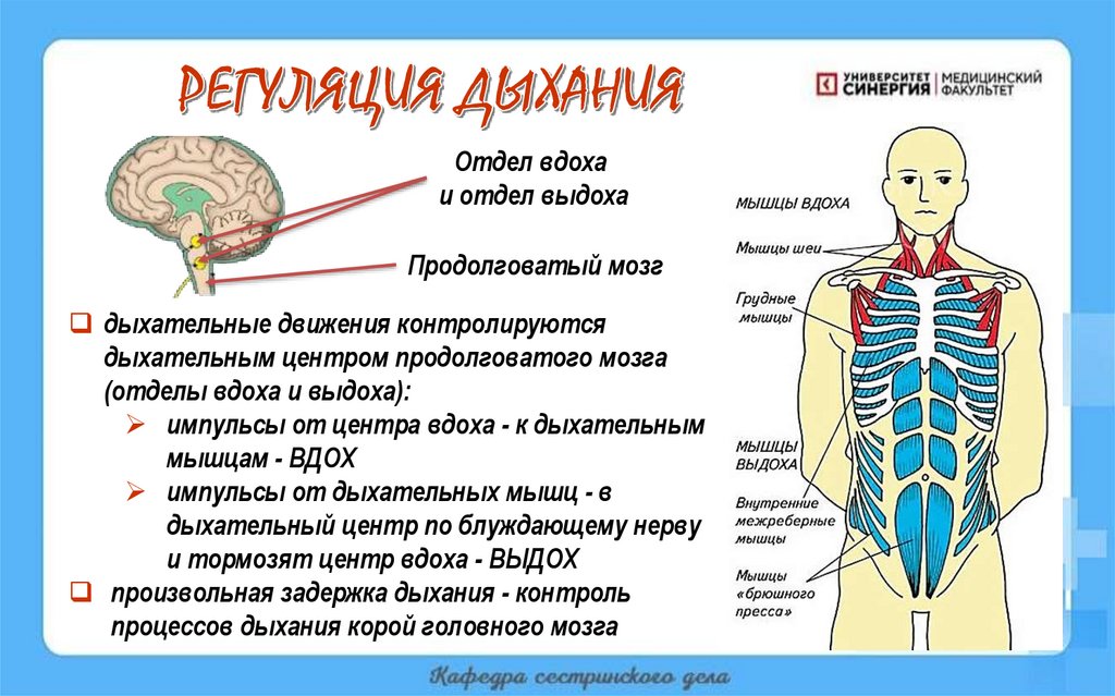 РЕГУЛЯЦИЯ ДЫХАНИЯ