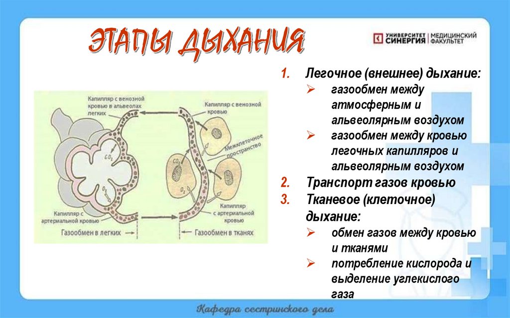 ЭТАПЫ ДЫХАНИЯ