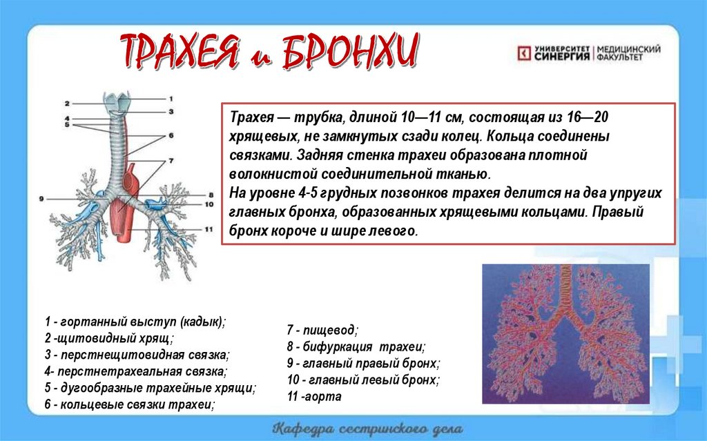 ТРАХЕЯ и БРОНХИ