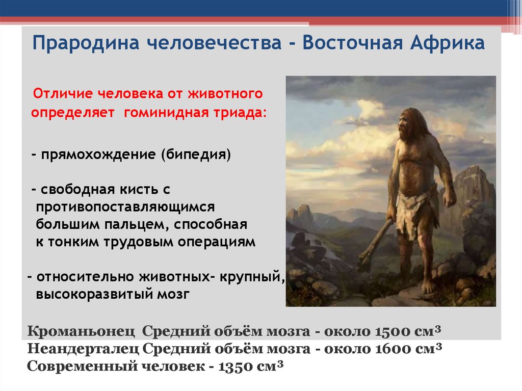 Прародина человечества - Восточная Африка Отличие человека от животного определяет гоминидная триада: - прямохождение (бипедия)