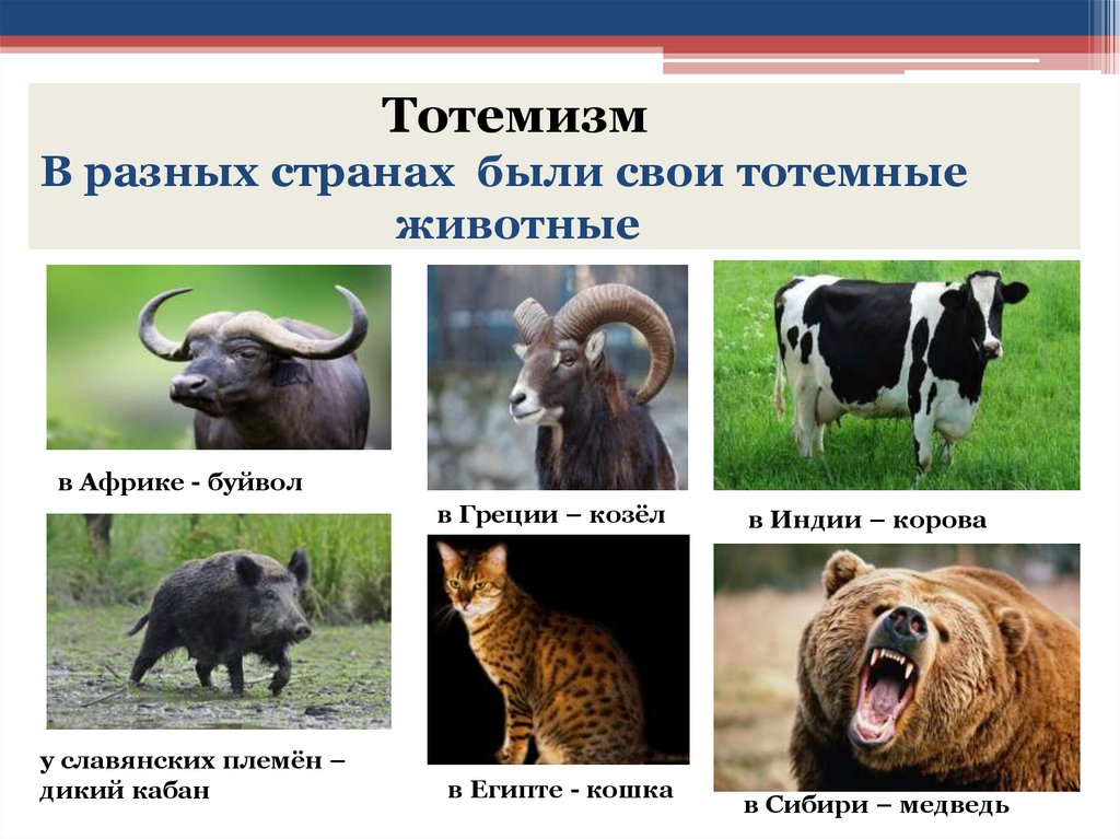 Тотемизм В разных странах были свои тотемные животные