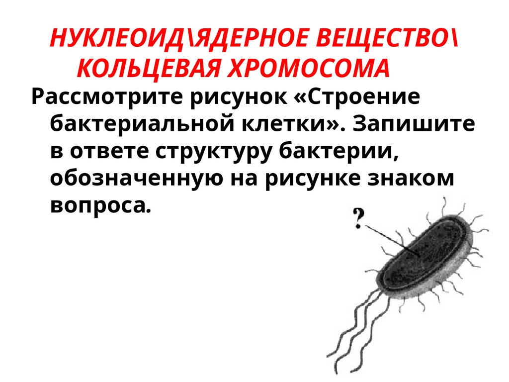 НУКЛЕОИД\ЯДЕРНОЕ ВЕЩЕСТВО\КОЛЬЦЕВАЯ ХРОМОСОМА