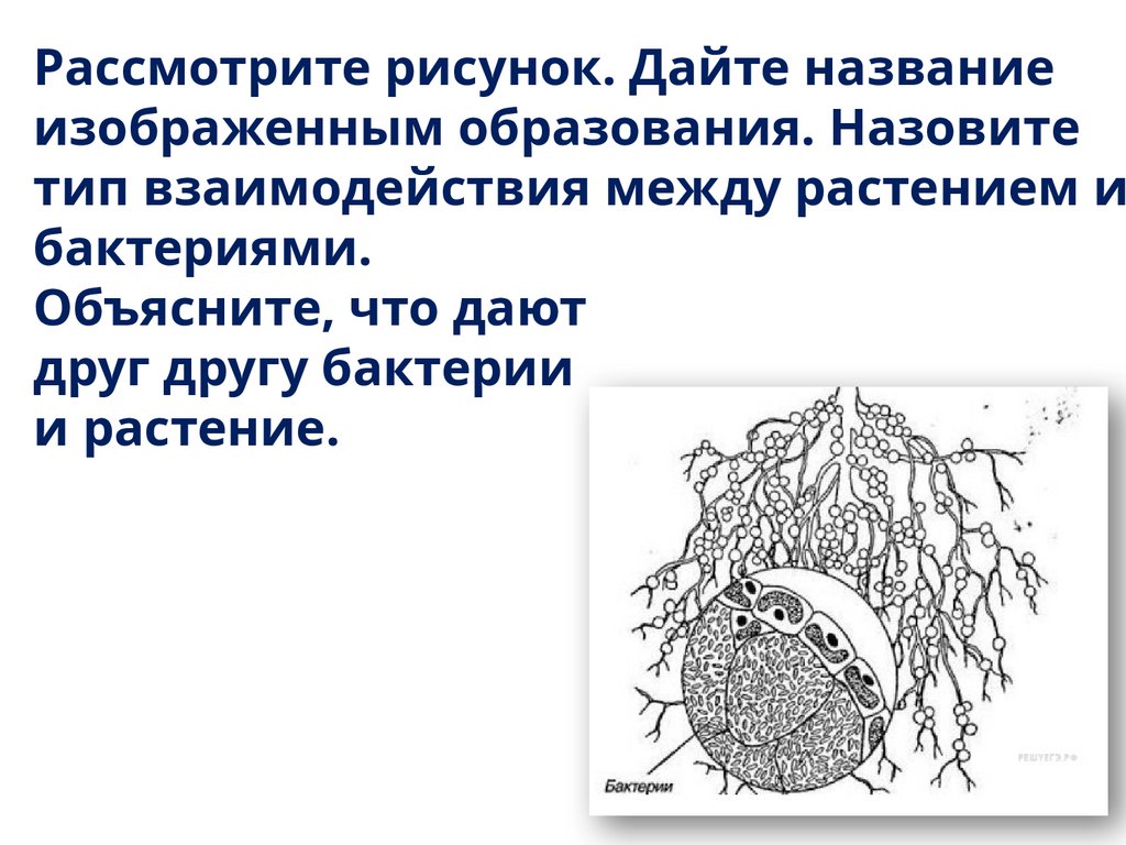 Рассмотрите рисунок. Дайте название изображенным образования. Назовите тип взаимодействия между растением и бактериями.