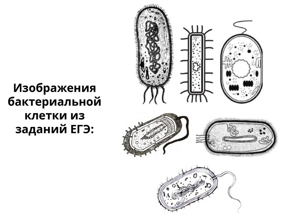 Изображения бактериальной клетки из заданий ЕГЭ: