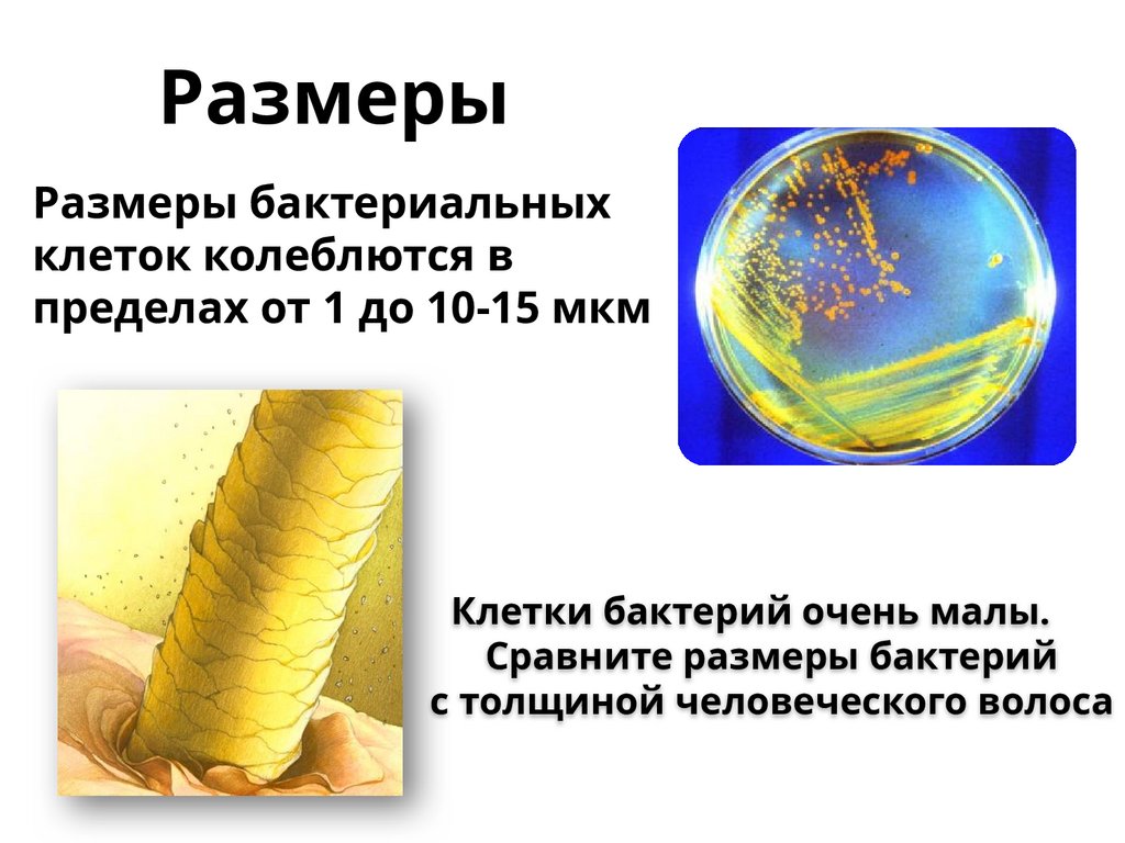 Размеры