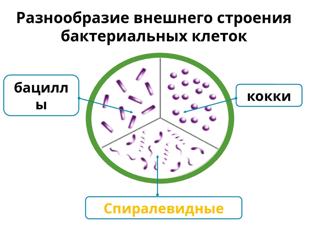 Разнообразие внешнего строения бактериальных клеток