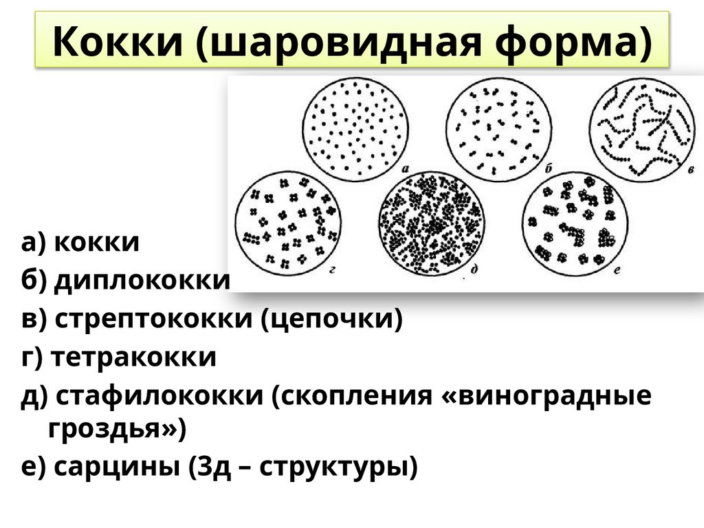 Кокки (шаровидная форма)