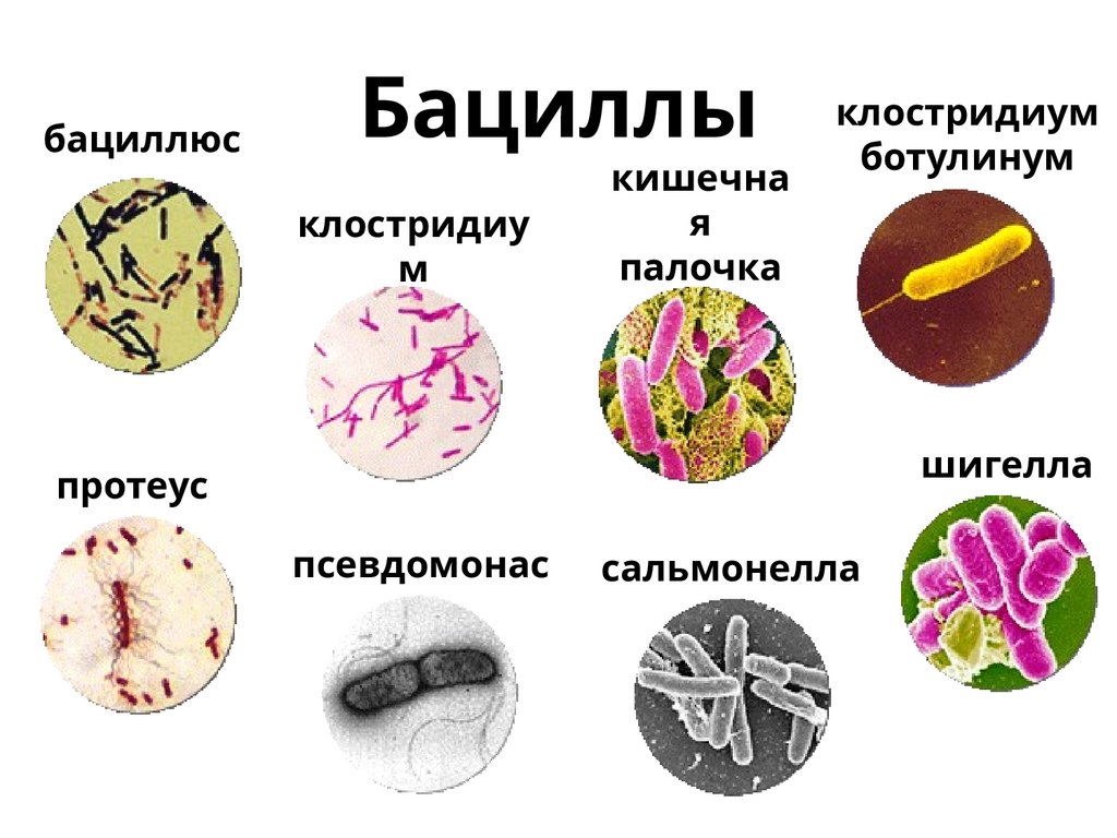 Бациллы