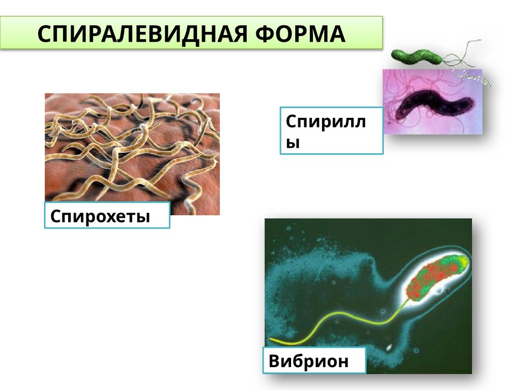 СПИРАЛЕВИДНАЯ ФОРМА