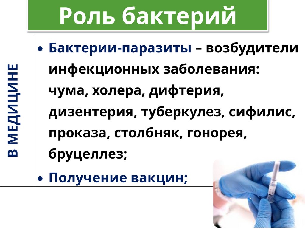 Роль бактерий