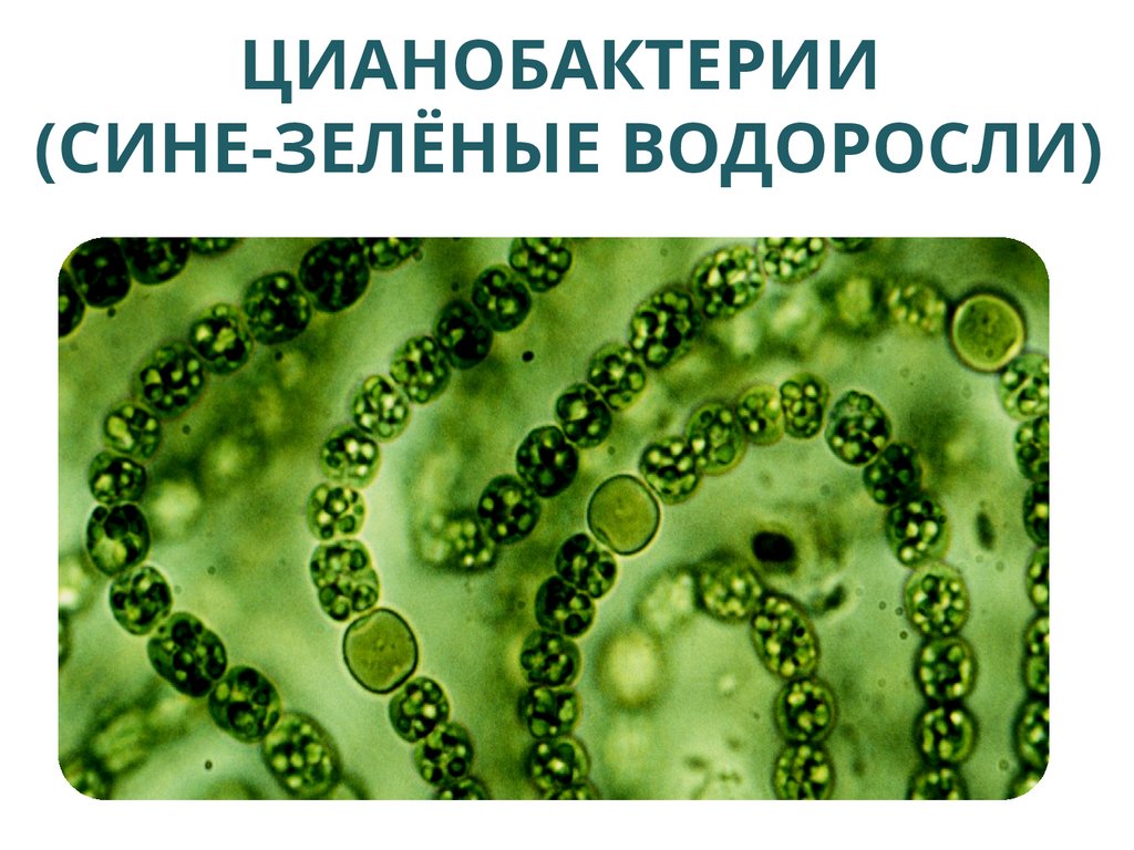 ЦИАНОБАКТЕРИИ (СИНЕ-ЗЕЛЁНЫЕ ВОДОРОСЛИ)