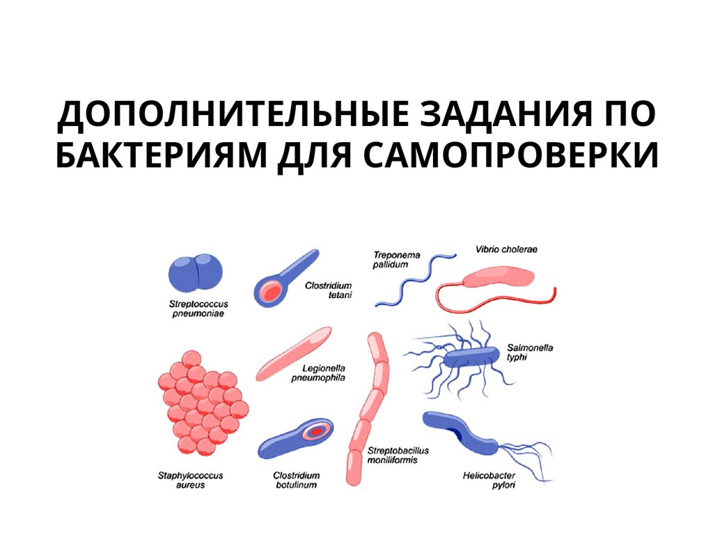 ДОПОЛНИТЕЛЬНЫЕ ЗАДАНИЯ ПО БАКТЕРИЯМ ДЛЯ САМОПРОВЕРКИ