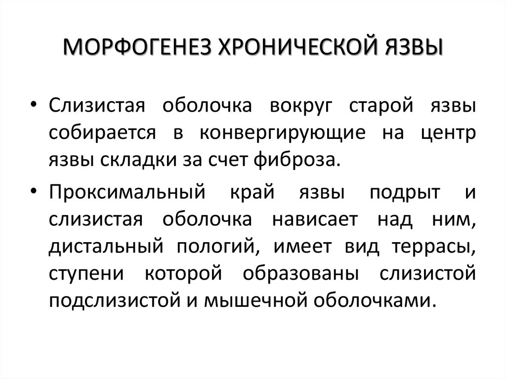 МОРФОГЕНЕЗ ХРОНИЧЕСКОЙ ЯЗВЫ