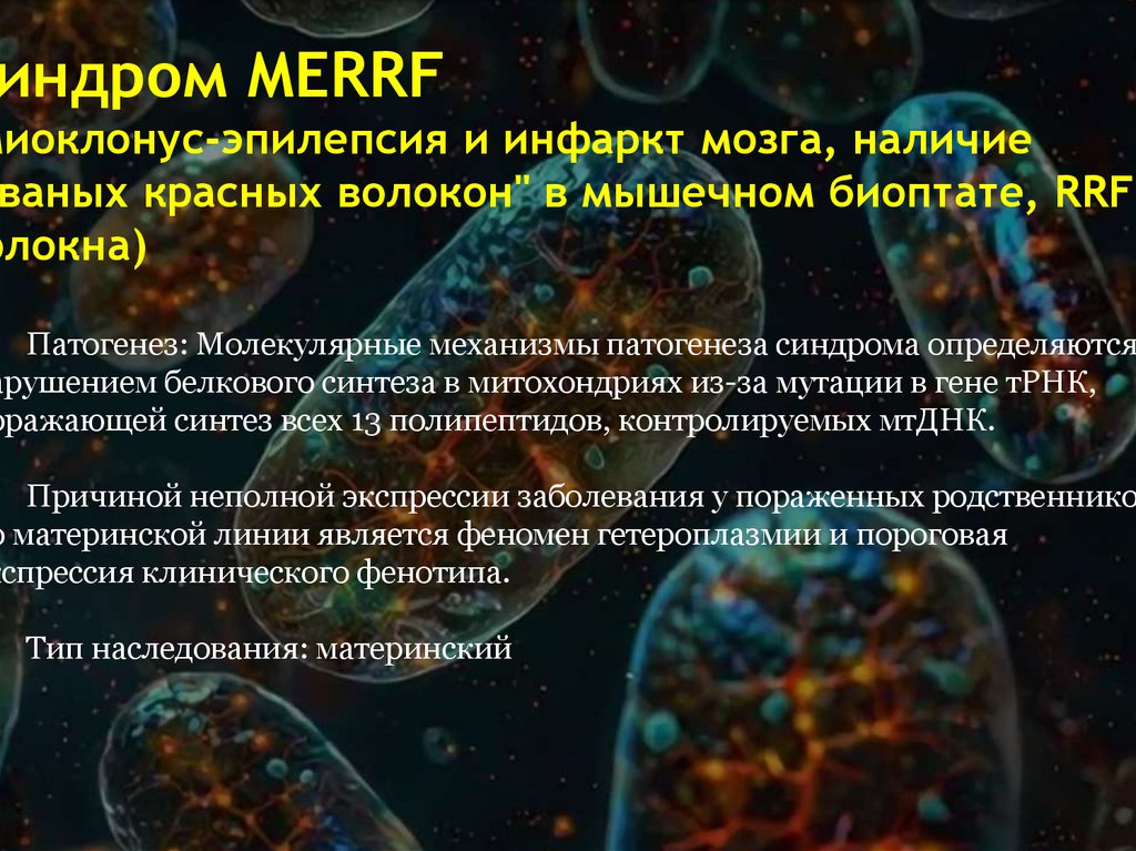 Cиндром MERRF (миоклонус-эпилепсия и инфаркт мозга, наличие "рваных красных волокон" в мышечном биоптате, RRF-волокна)