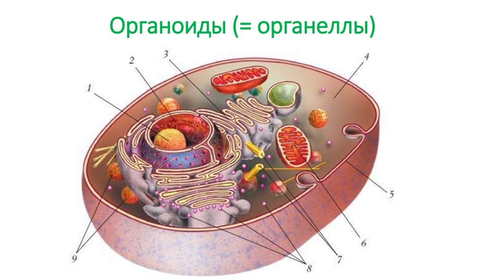 Органоиды (= органеллы)