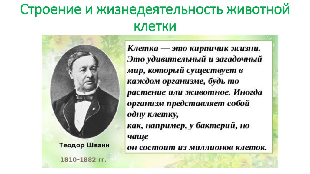 Строение и жизнедеятельность животной клетки