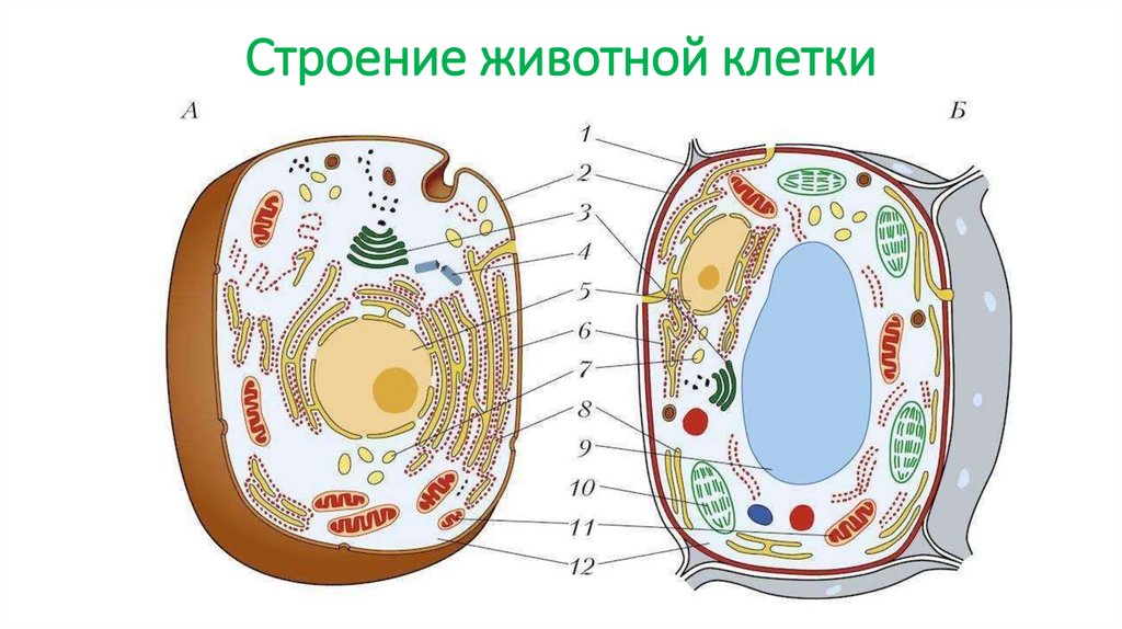 Строение животной клетки