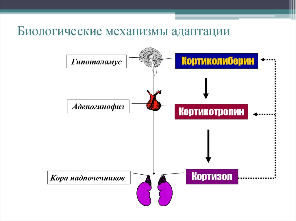 Биологические механизмы адаптации